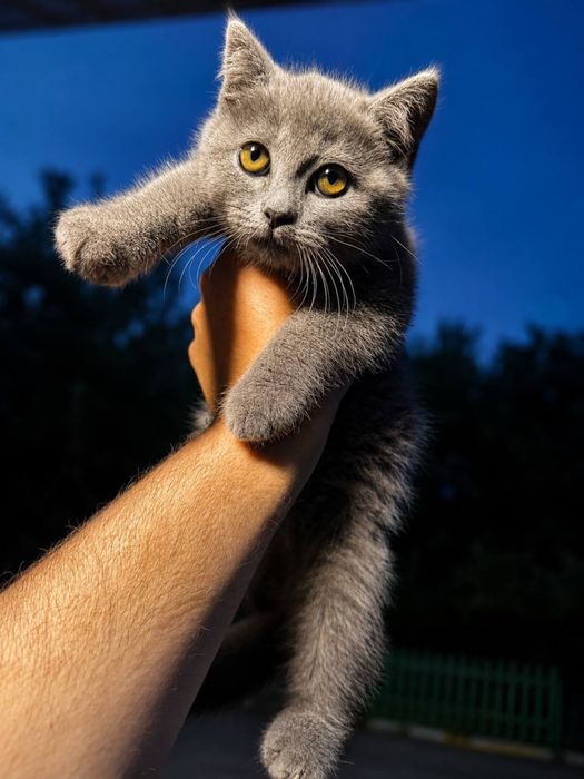 Продам кошеня   Британська прямовуха дівчинка.
