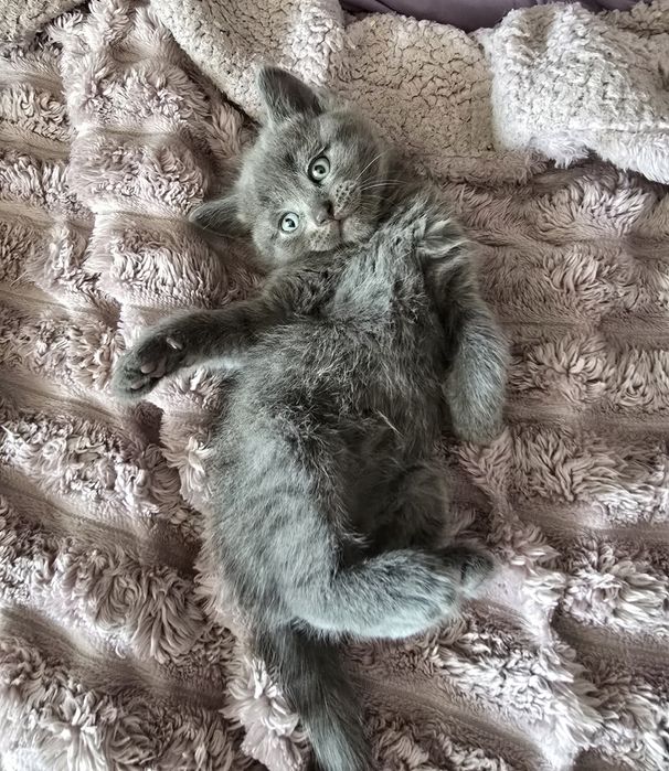 Кошенята висловухі,  прямовухі.