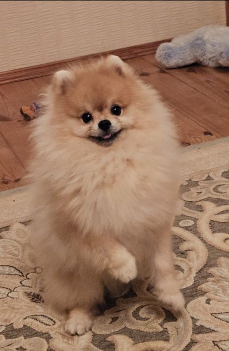 Померанский шпіц