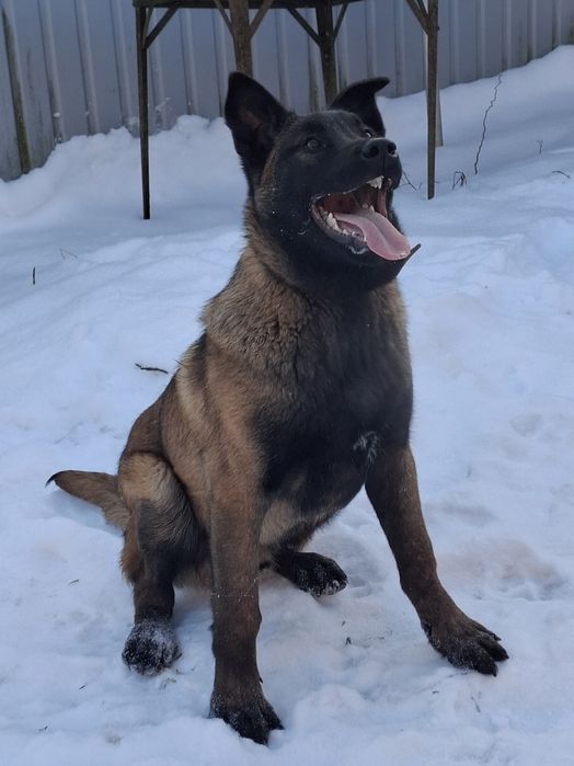 Бельгійська вівчарка малинуа