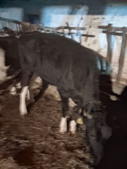 Jałowka żarłaczka