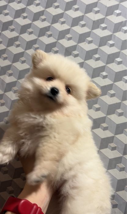 Хлопчик померанського шпіца 2 міс