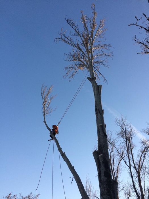 Corte controlado de árvores e limpeza de terreno