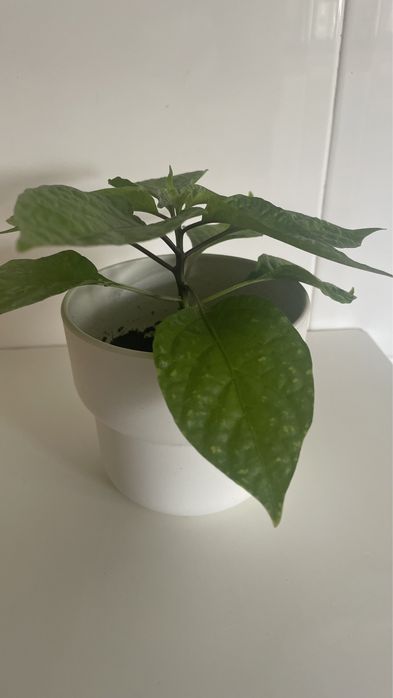 Rebentos de Carolina Reaper Red