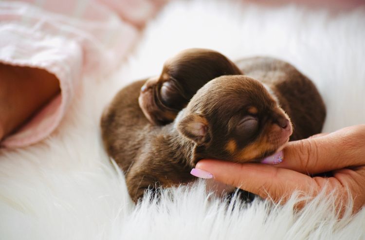 Chihuahua Cudo Mini XXS Czekoladowe