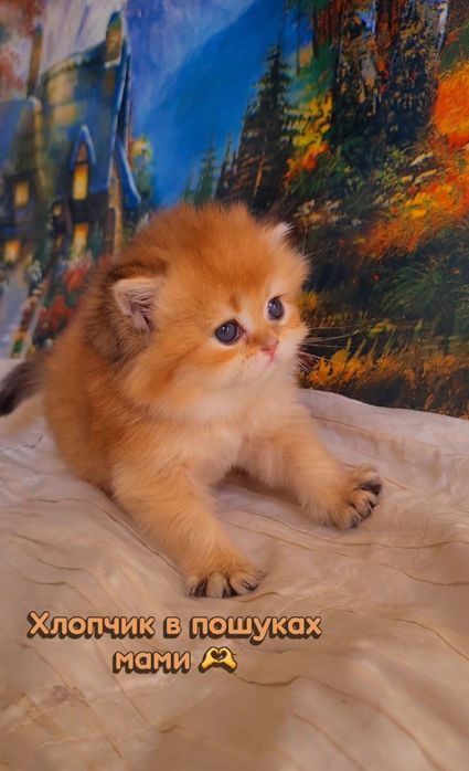 Ручные малышата. Котята золотая шиншилла.