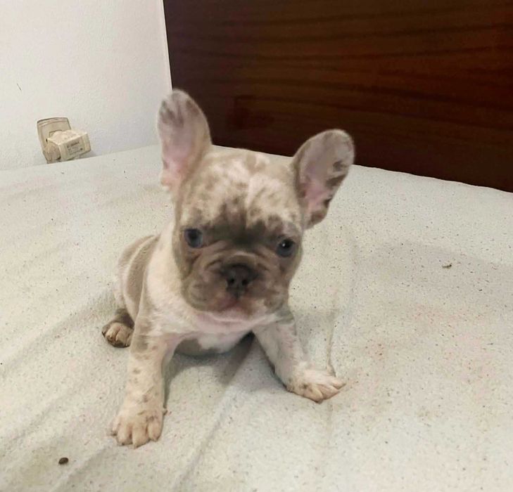 Bulldog francês Macho cor Blue Merle