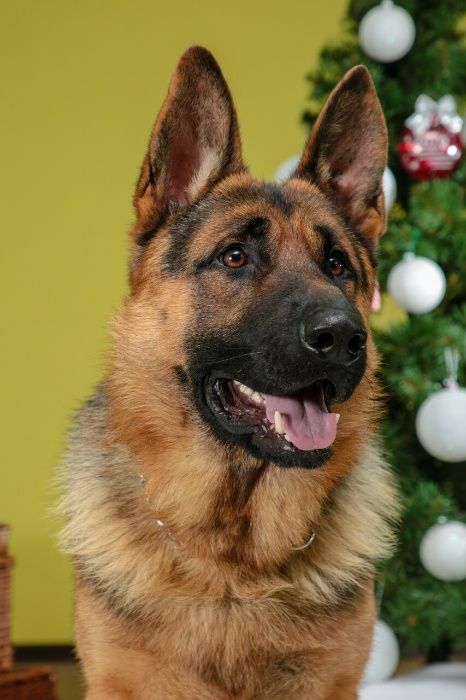 Німецька вівчарка, кобель