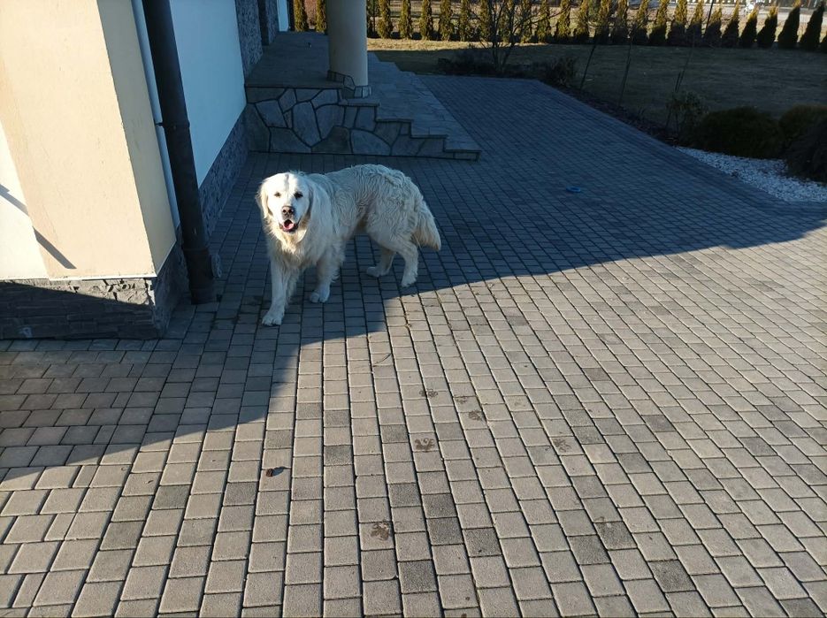 Pies Golden Retriever