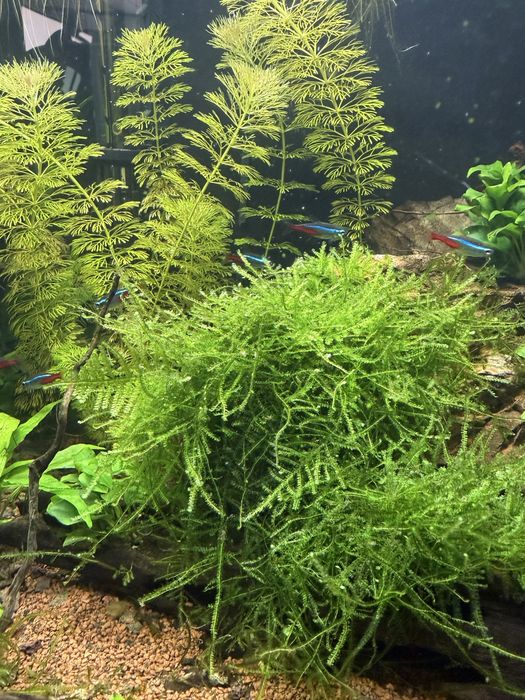 Musgo de Java (Java Moss) | Camarões | Aquário Plantado