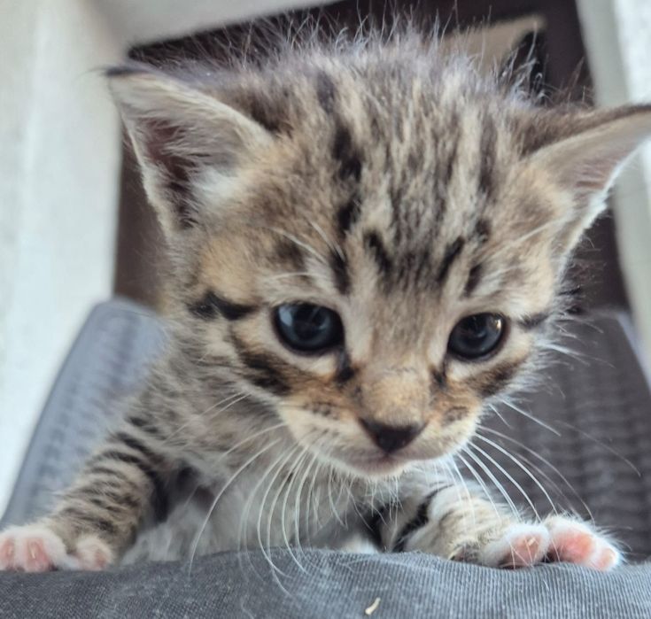 Gatinho para adoção