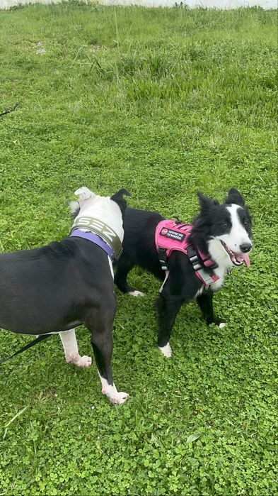 Pet Sitting & Pet Walking