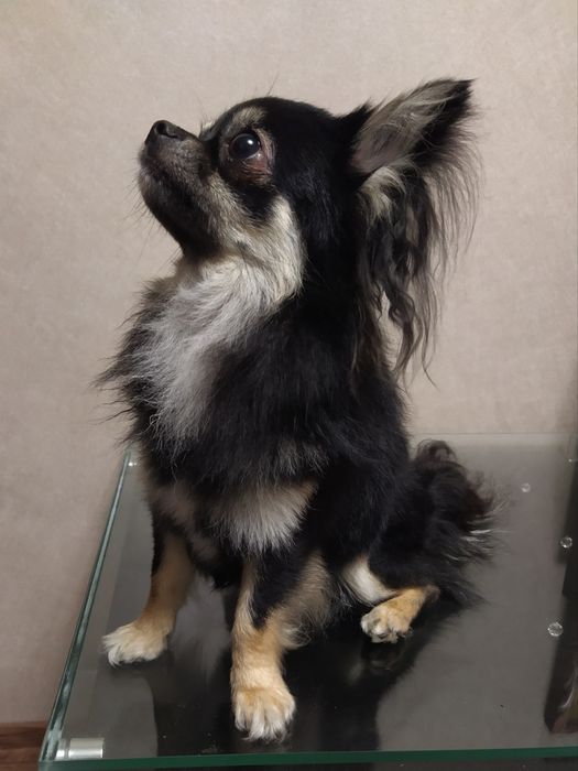 Чіхуа-хуа кавалер шукає наречену , в'язка.