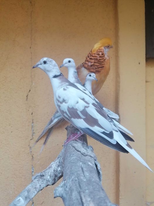 gołąbki cukrówki Białe PARKA  I SZEKI