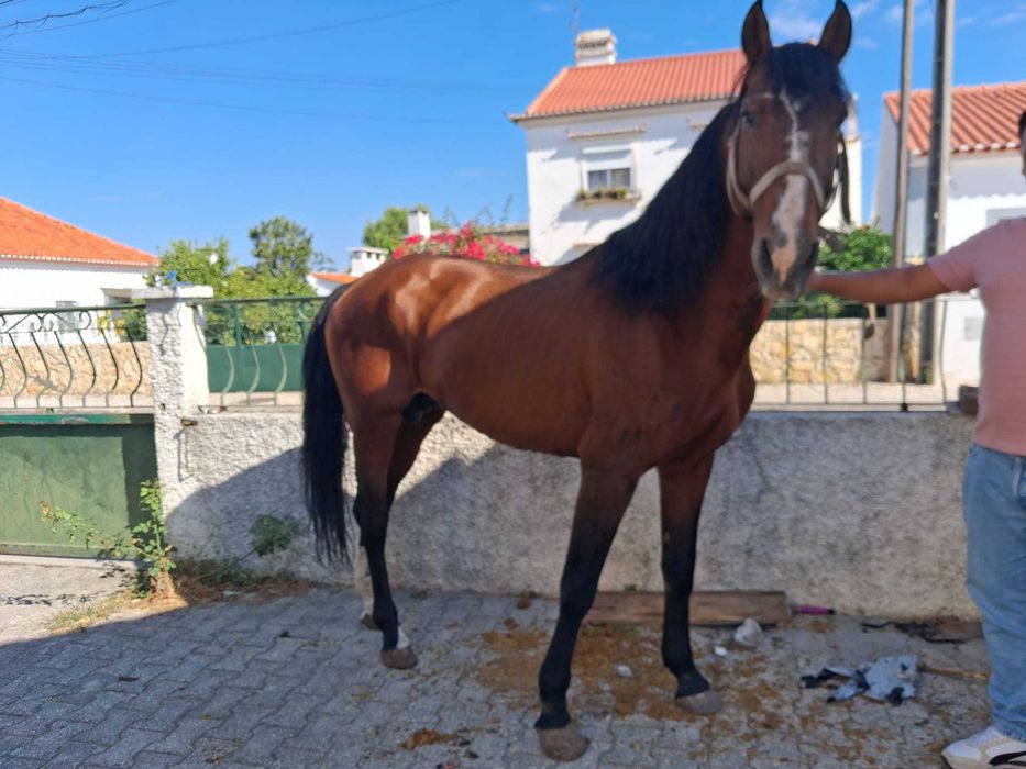 Vendo cavalo lusitano inteiro