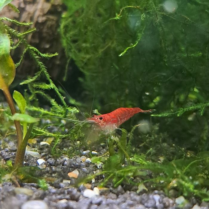Krewetki neocardina red gratis mech