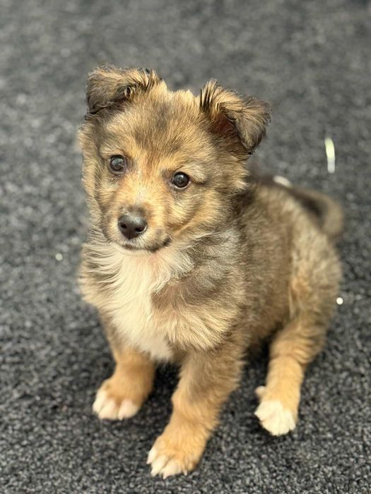 Цуценя собачка щеня