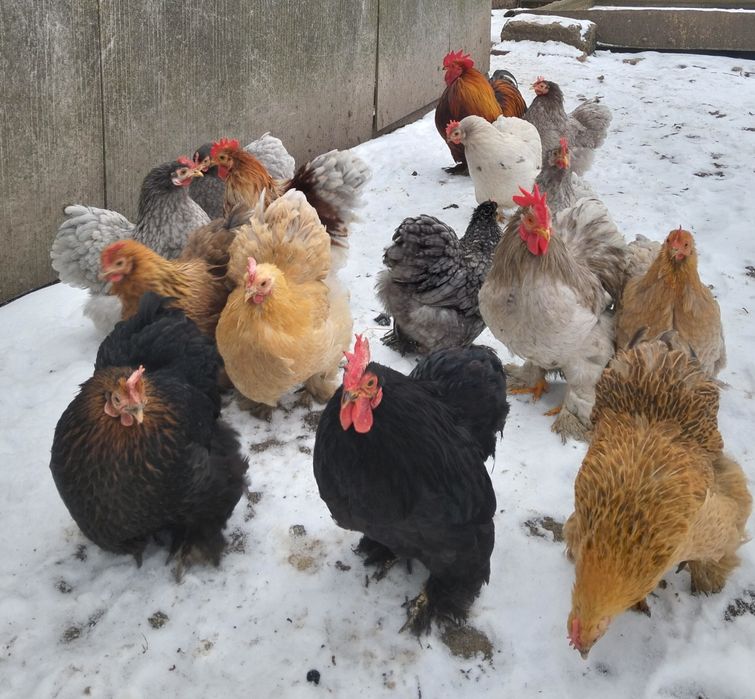 Інкубаційне яйце карликового кохінхіна