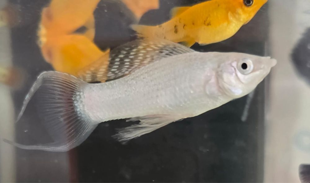 Aquario aquatlantis 60L como novo