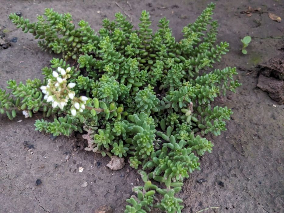 Очиток Седум грунтопокривний