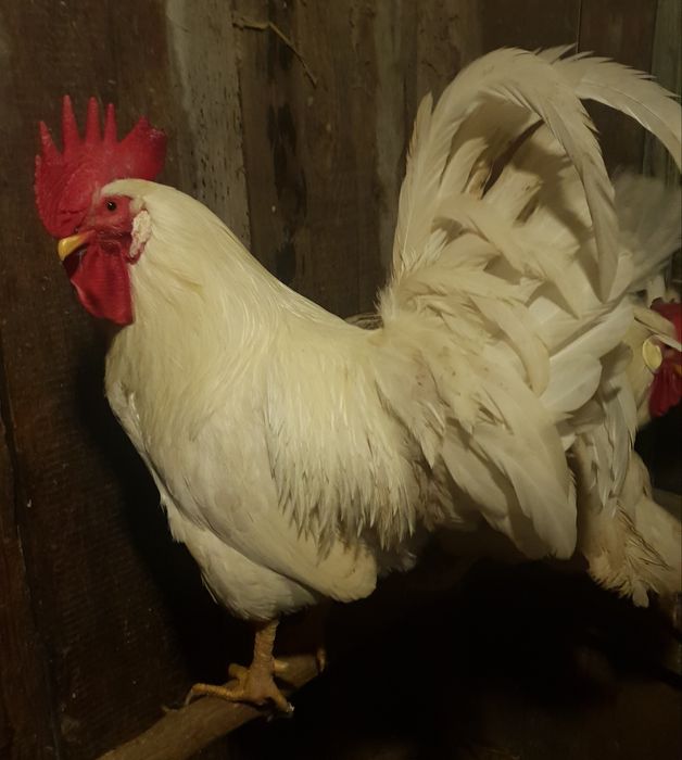 Jaja lęgowe leghorna leghorn