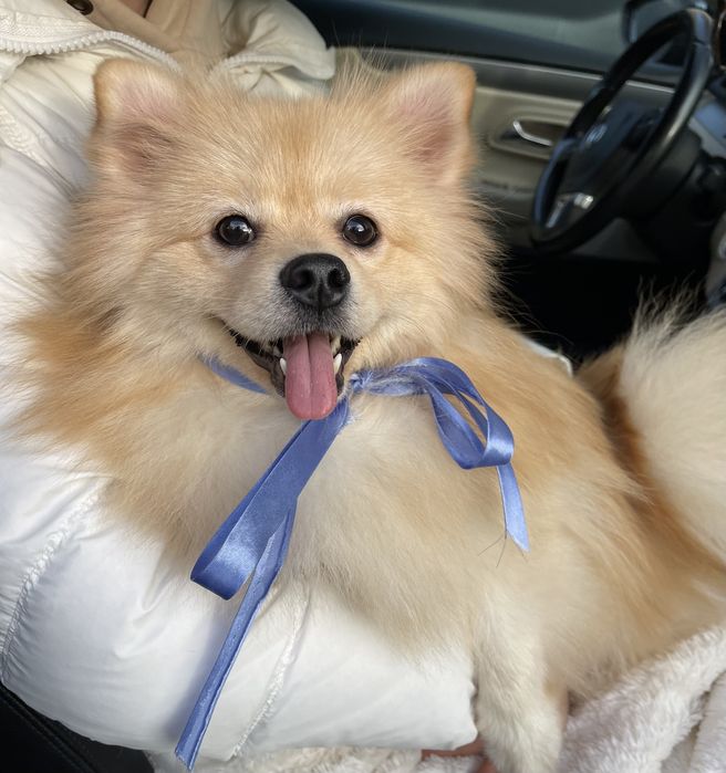 Міні-принци Померанські шпіци чекають на свої сімї