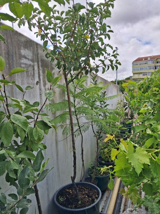 Macieira,  ameixoeira  ,figueira   pingo de mel  pêra melão .