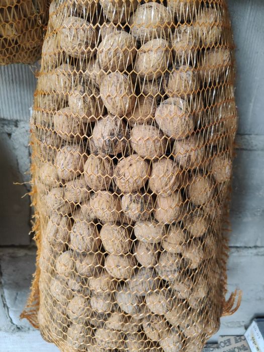 Orzechy włoskie zbiór 2025