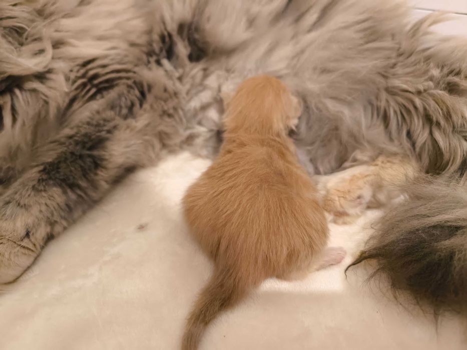 Maine Coon Kocurek biszkoptowy