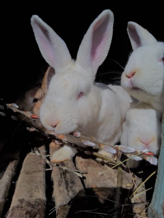 Кролики молодняк