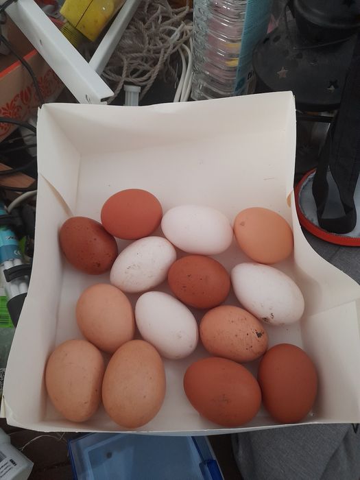 Vendo ovos caseiros