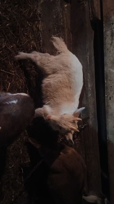 Koziołek saaneński zmieni dom