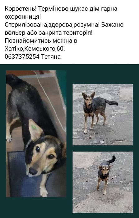 Стерилізована собака в добрі руки!