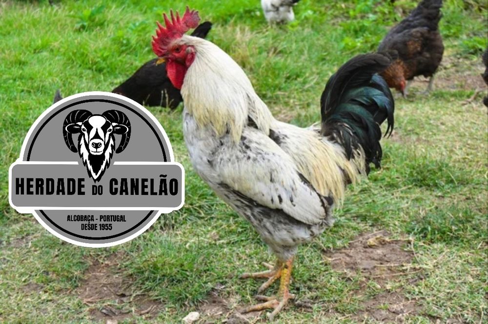 Coquichas, Cocós, Garnizes