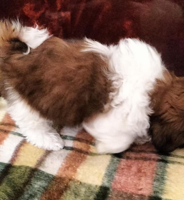 Piesek shih tzu piękny, zdrowy z domowej hodowli.