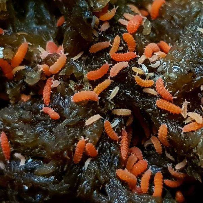 Ногохвостки Bilobella braunerae 50 шт