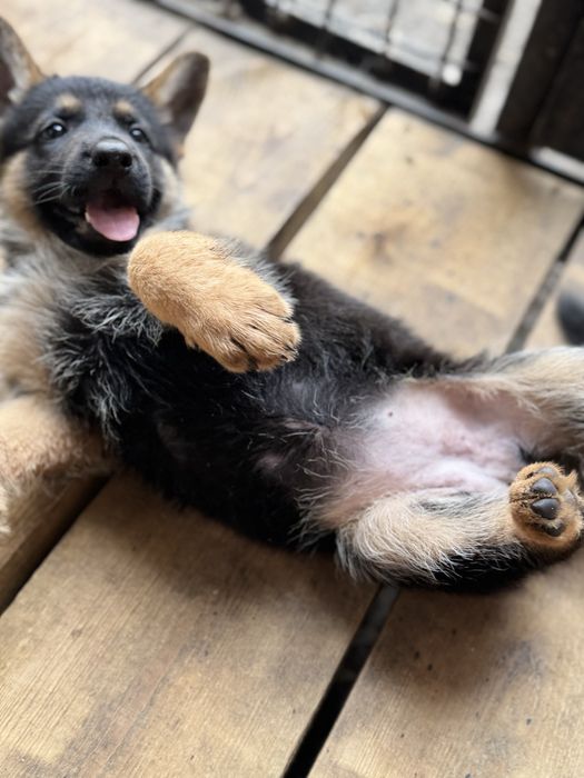 Лозовая Щенки Чистокровной Немецкой Овчарки от Заводчика