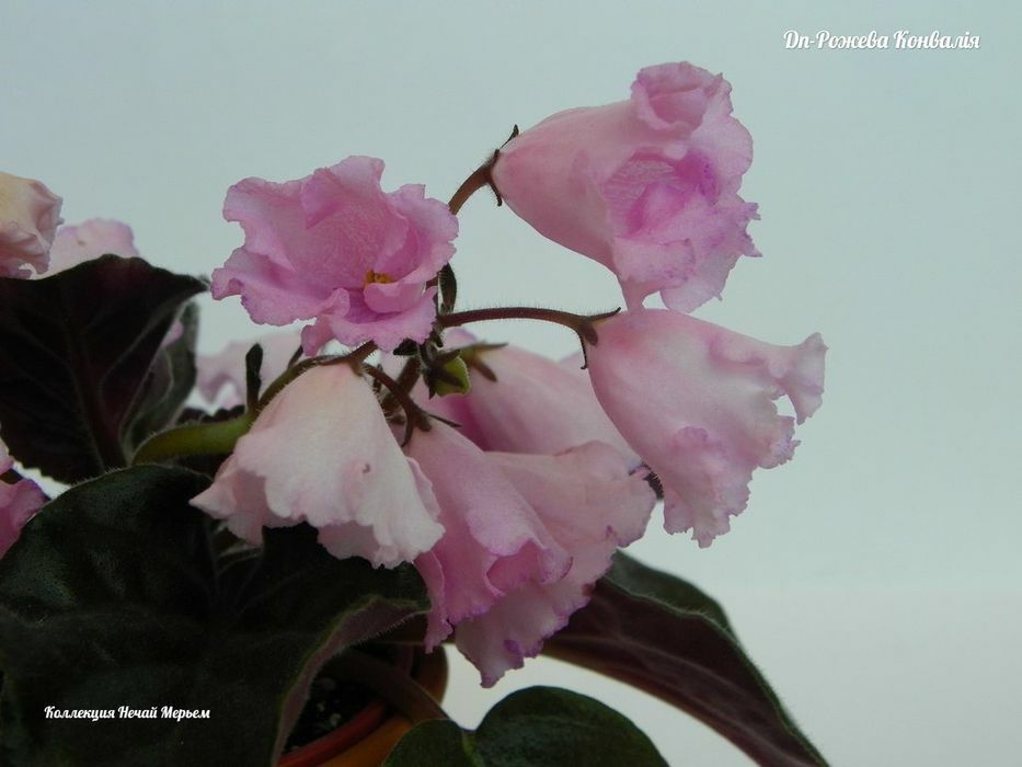 Фіалки сортові -дітки, стартери.