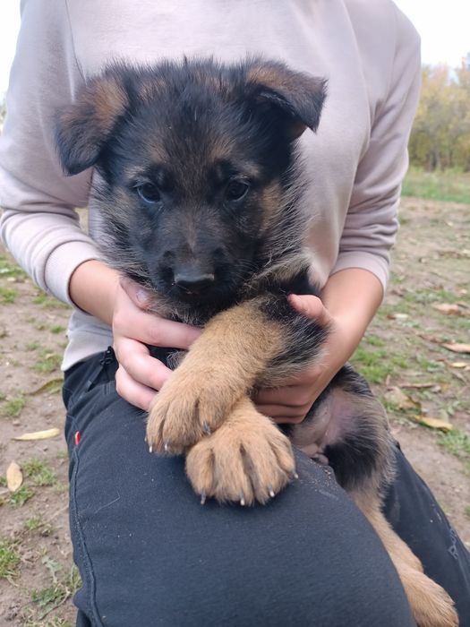 Цуценята німецької вівчарки