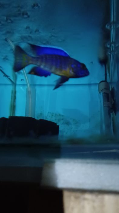 Ciclidio africano - Aulonocara Ngara