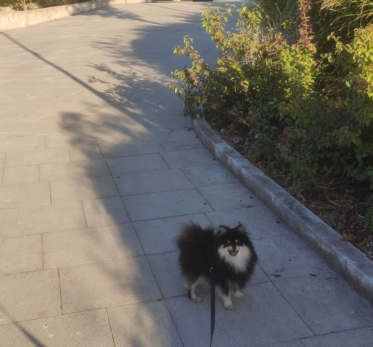 Spitz Alemão Anão macho disponível para cruzar
