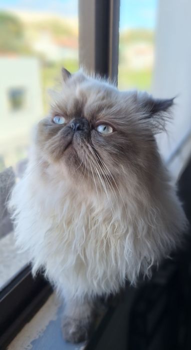 Lyo Gatinho Persa Himalaio Blue Point para Acasalar