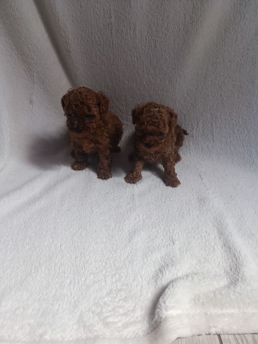 Pudel chiński toy, suczka