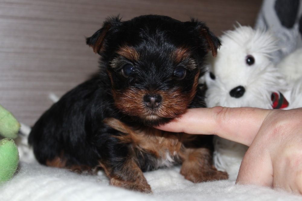 Милые щеночки Йорка