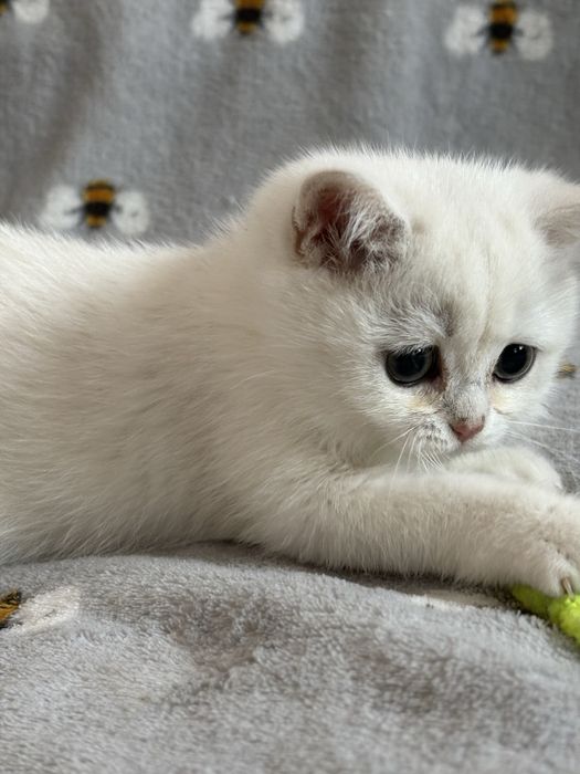 Chłopczyk brytyjski