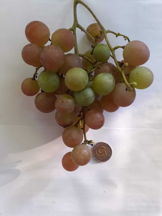 Sadzonki winorośli na wino- winnice oraz deserowe wielkoowocowe