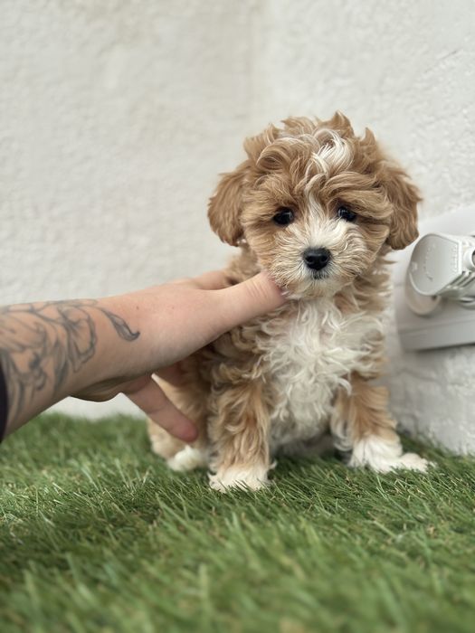 Мальтіпу міні дівчинка львів