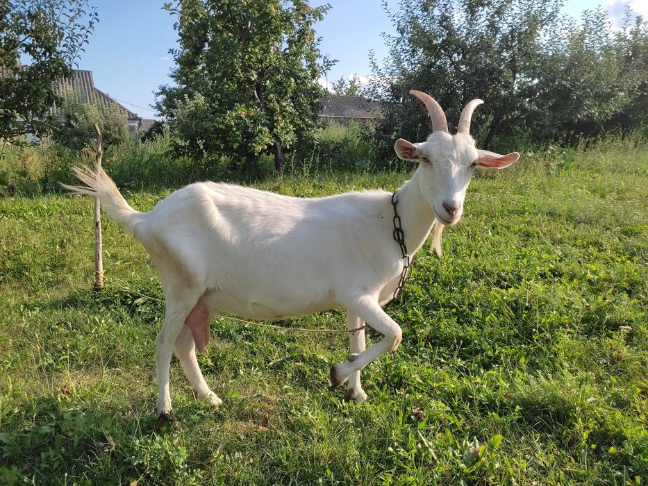 Продам дійну козу