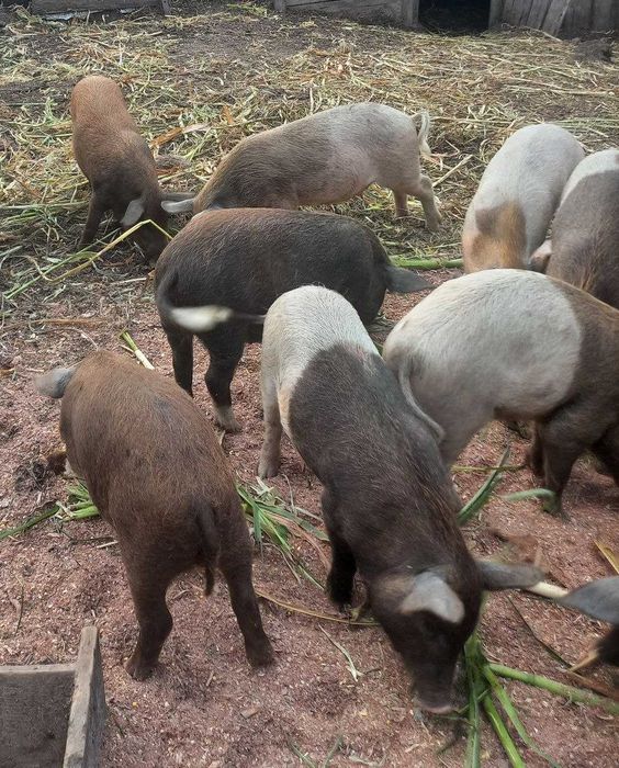 Продам поросят, поросята багатопородний гібрид Кармал( корейська+ венгерська пухова мангалиця)