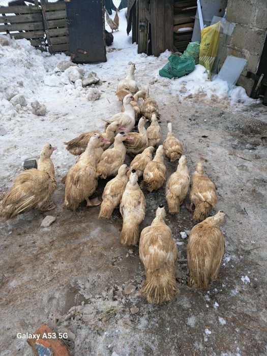 spszedam kaczki  drze